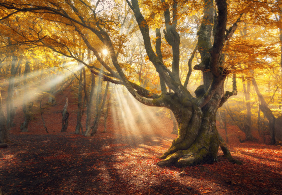 Autumn morning