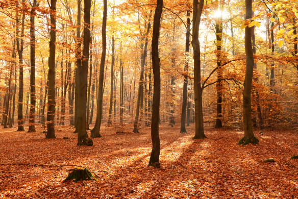 Autumn in the forest