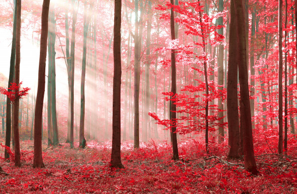 Magic Red Forest