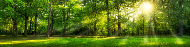 Beautiful panoramic sunny forest