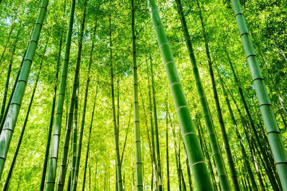 Bamboo forest I