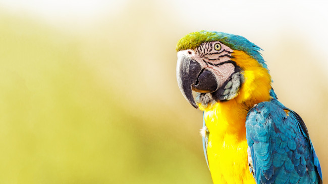 Blue and Yellow Macaw