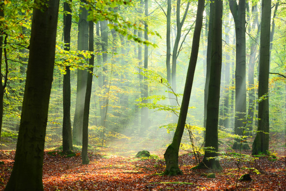 Morning forest