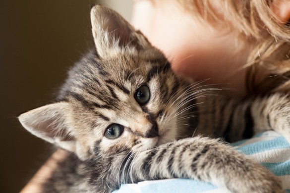 Kitten on the shoulder