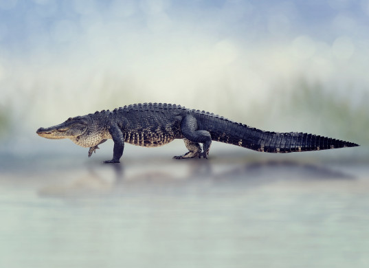 Large American Alligator 