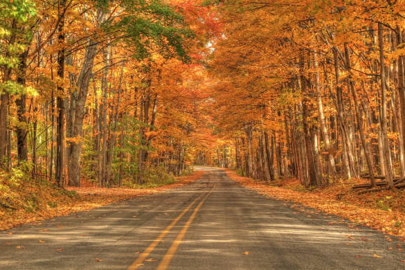 Fall Scene 