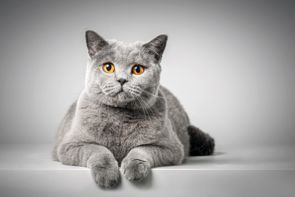 British Shorthair cat 
