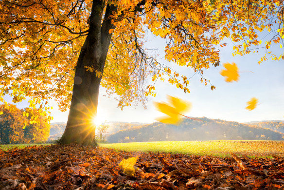 Golden Tree