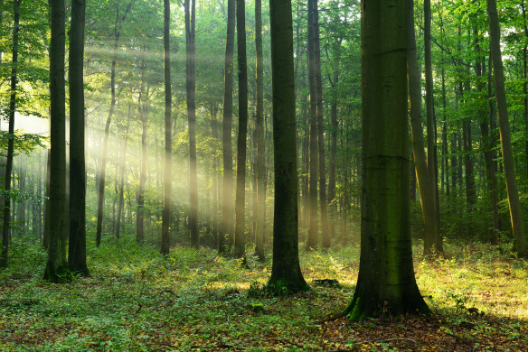 Forest landscape 