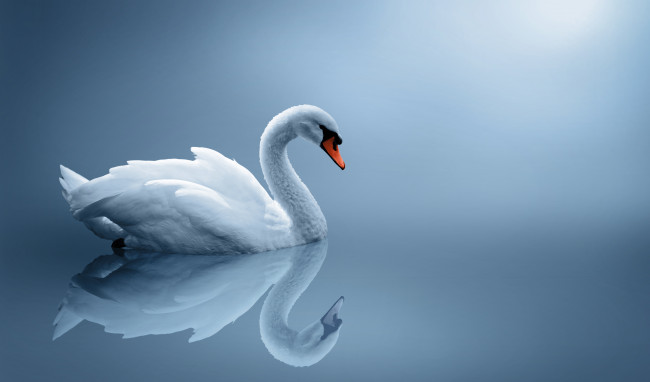 Lonely Swan
