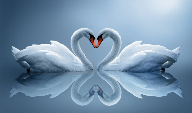 Swans