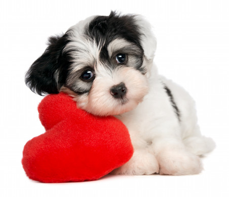 Lover Valentine Havanese puppy