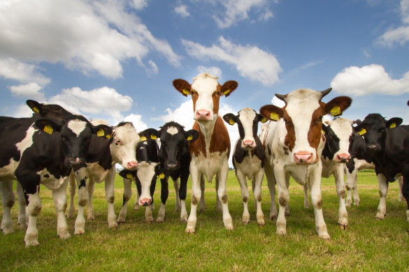 Team of Dutch cows