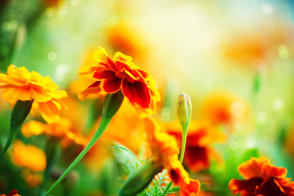 Magical Flowers