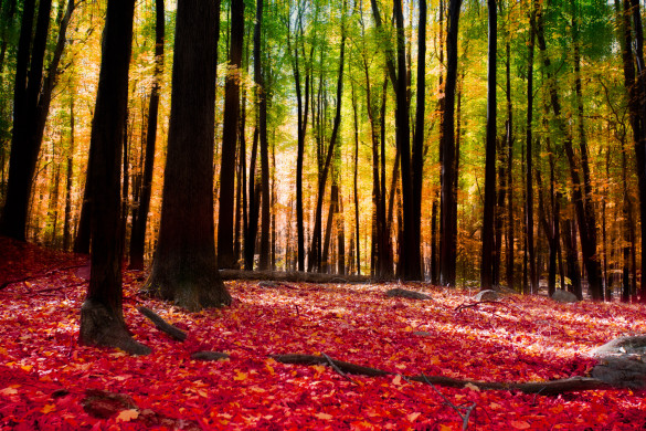 Forest in autumn with golden light