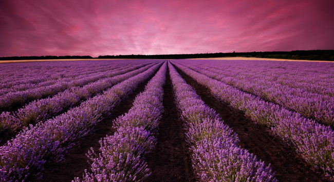 Lavender field landscape at sunset
