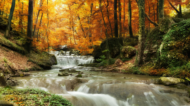 Forest waterfall
