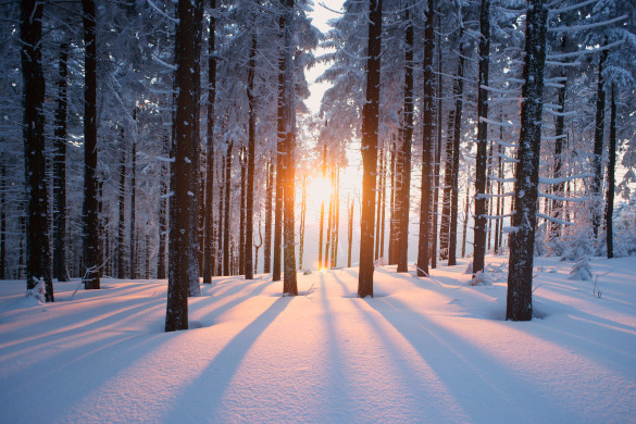 Sunset in the snowed trees