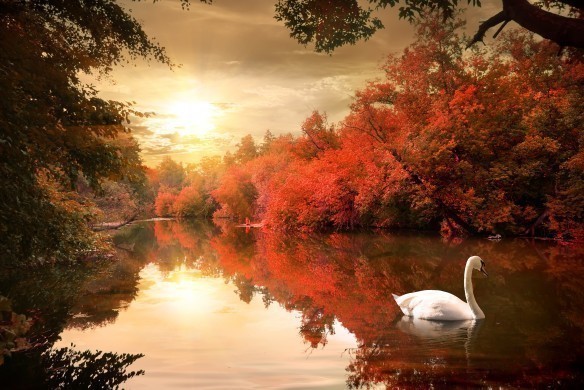 Swan in the autumn