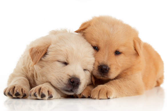 Two cute Chow-chow puppies