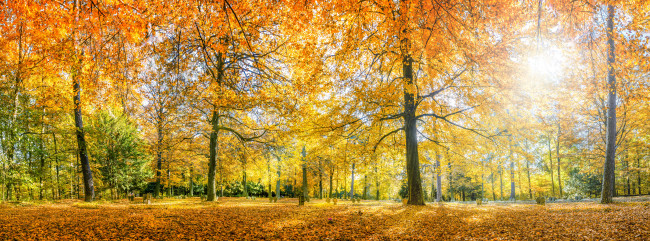 Herbstwald Panorama