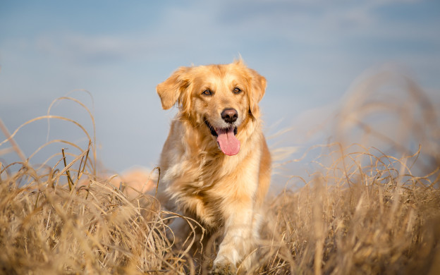 Golden retriever dog running