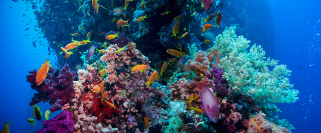 Colorful underwater reef 