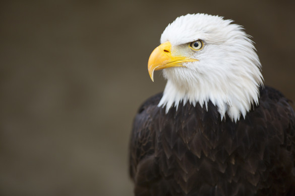 Bald headed eagle, side profile