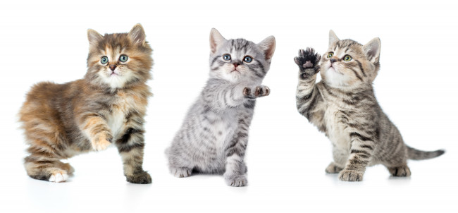 Kittens with paw up