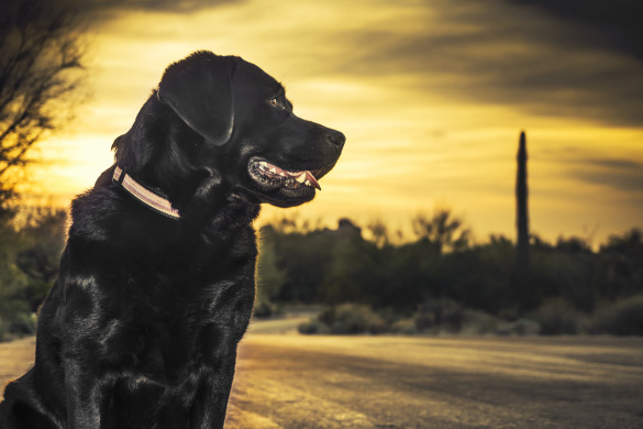 Pet dog labrador