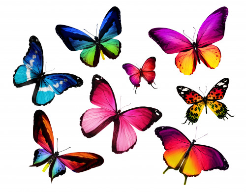 Beautiful butterflies