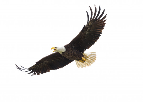 American Bald Eagle in Flight