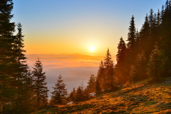 Sunrise forest in spring mountains