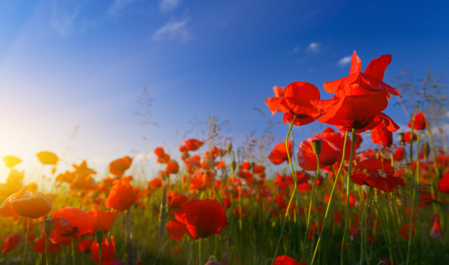 Poppies at sunrise