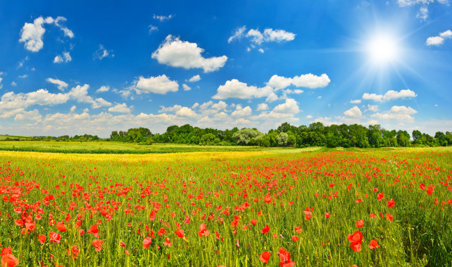 Summer meadow with poppies