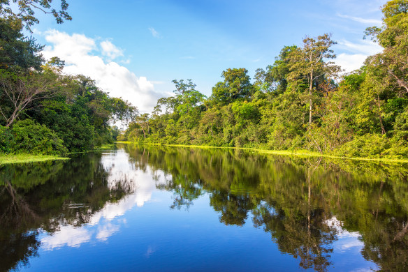 Amazon Rainforest