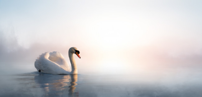 Swan floating on the lake