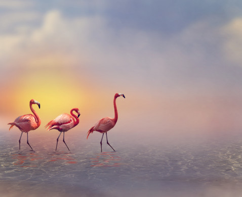 Flamingo Birds