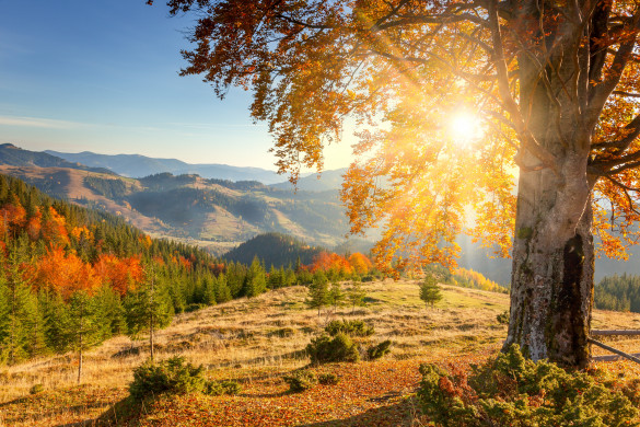 Early Morning Autumnal Landscape