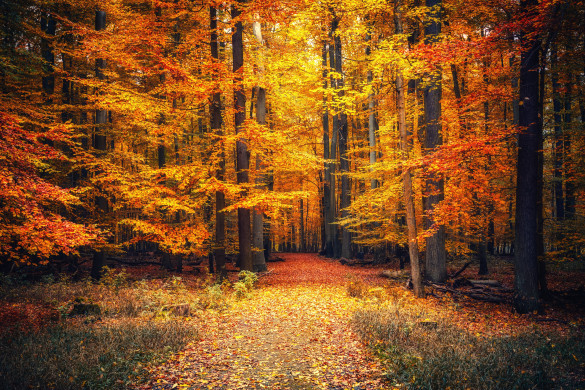 Autumn park