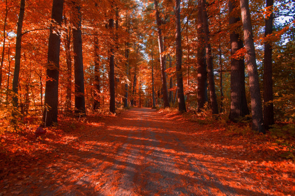 A fall drive