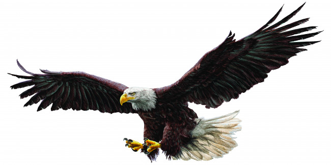 Bald eagle draw