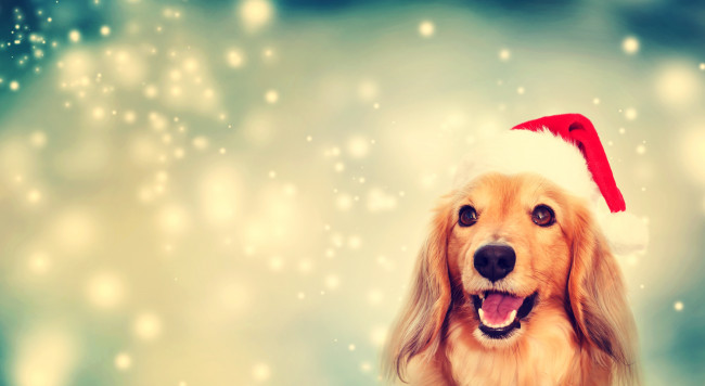 Dog wearing Santa hat