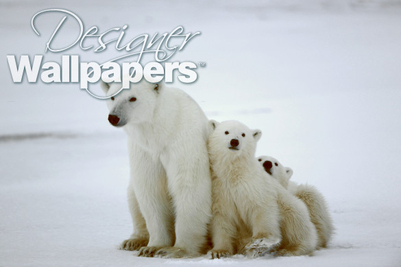 Polar Bear Family