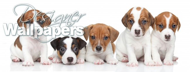 Group of Jack Russel terrier puppies