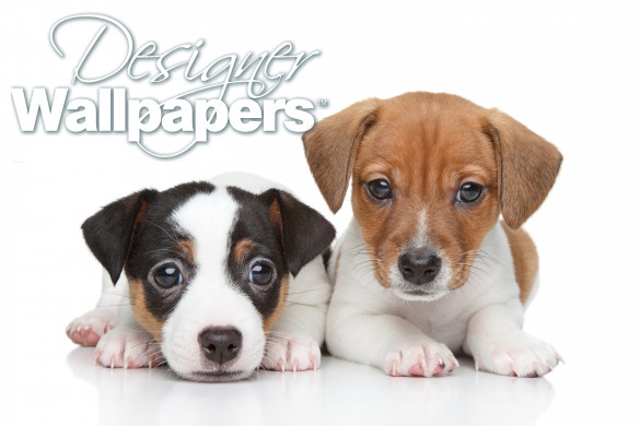 Two Jack Russell terrier puppies