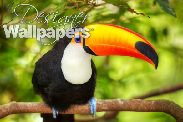 Beautiful Toucan