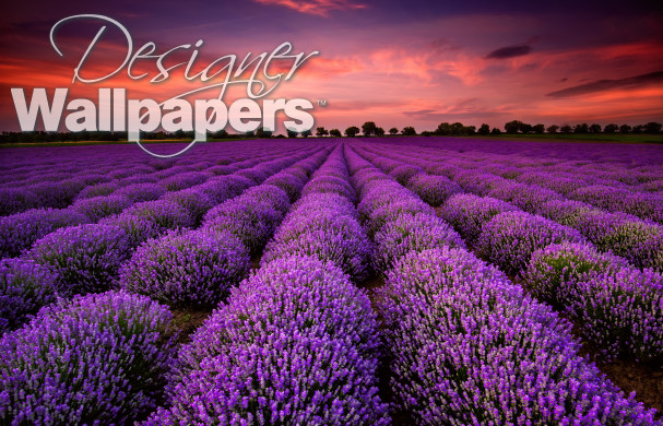 Lavender field at sunset