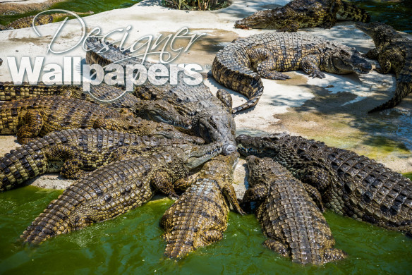 Crocodiles