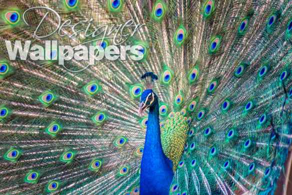 Magnificent Peacock